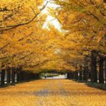 紅葉2018で国営昭和記念公園の見ごろの時期を紹介！