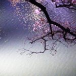 千鳥ヶ淵の桜2019アクセス・駐車場情報とおすすめ見所・穴場ルートを紹介！