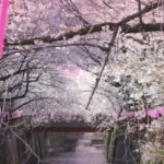 目黒川の桜祭り2019ぼんぼりの面白いメッセージを紹介！