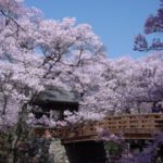 高遠の桜2019見頃と開花予想を紹介！ライブカメラで確認できるって本当？